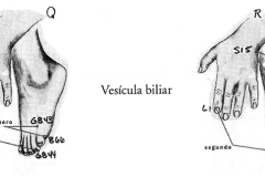 Figura-26-Besicula-biliar