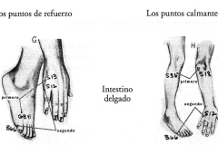 Figura-26-Intestino-Delgado