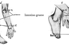 Figura-26-Intestino-Grueso