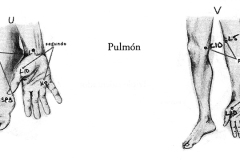 Figura-26-Pulmon