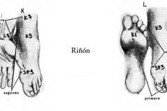 Figura-26-Rinon